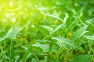 Comprehensive Crop Management Produces Thriving Soybean Crops